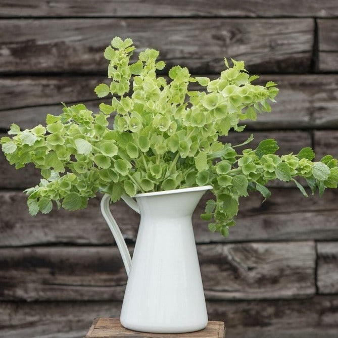 Vibrant green Bells of Ireland bouquet in a white enamel pitcher on rustic wood. Fresh cut flowers, garden decor.