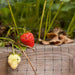 Black bird netting protecting ripe red and unripe strawberries in a wooden raised garden bed.
