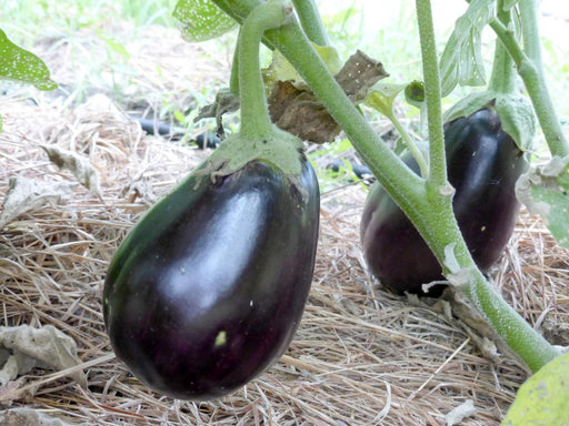 Dark purple eggplants growing on a plant in a garden with straw mulch. Fresh organic vegetables.