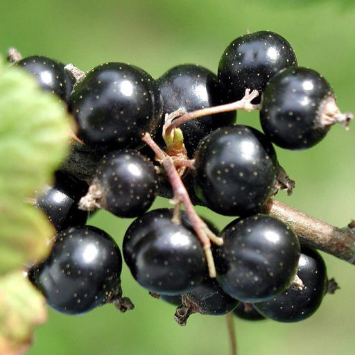 Ripe blackcurrants on a branch. Dark, glossy berries ready for harvest or healthy recipes.