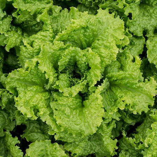 Fresh vibrant green lettuce head, close-up with crinkled, ruffled leaves. Healthy garden produce.