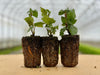Three plant seedlings with well-developed root balls on a wooden surface, ready for transplanting in a nursery greenhouse.