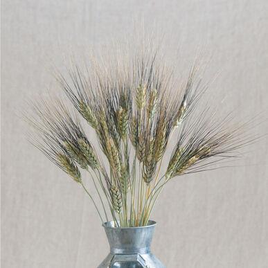 Dried green and black barley stalks in a galvanized metal vase. Rustic farmhouse botanical decor.