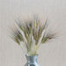 Dried green and black barley stalks in a galvanized metal vase. Rustic farmhouse botanical decor.