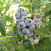 Vibrant blueberry bush with clusters of ripe blue and developing green berries, ready for harvest.