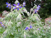 Borage plants with star-shaped blue flowers and fuzzy green leaves, growing in an herb garden.