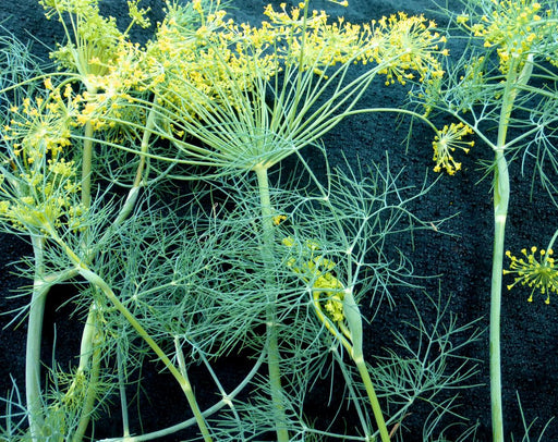 Dill plants with vibrant yellow flowers and feathery green leaves against a dark background. Fresh culinary herb.