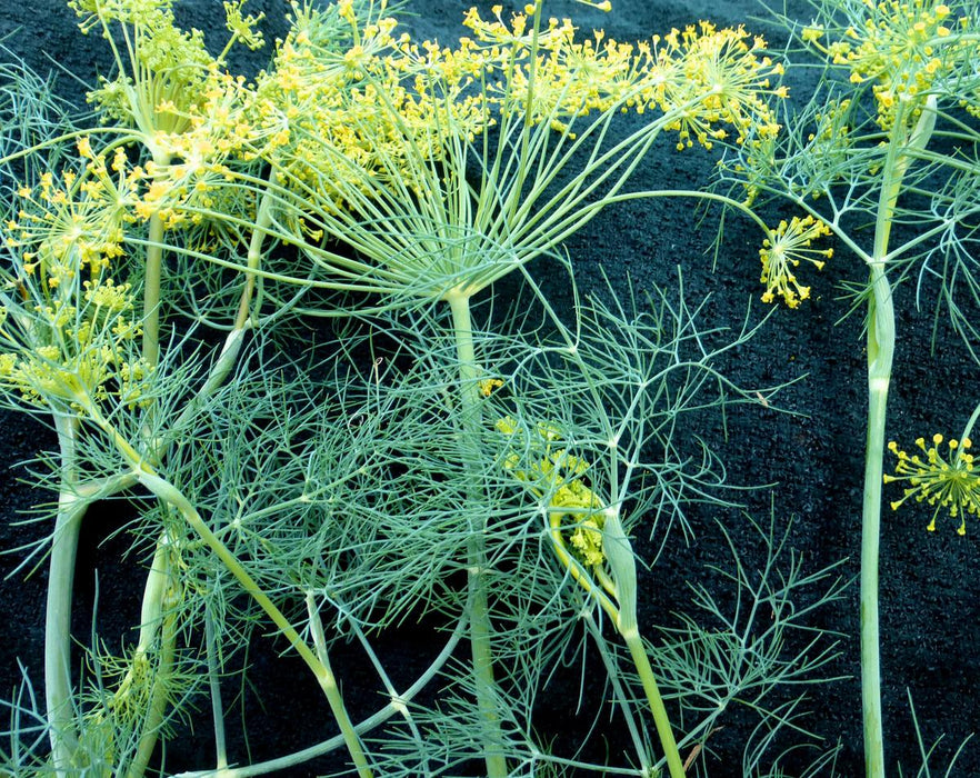 Dill plants with vibrant yellow flowers and feathery green leaves against a dark background. Fresh culinary herb.