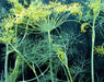 Dill plants with vibrant yellow flowers and feathery green leaves against a dark background. Fresh culinary herb.