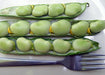 Fresh broad beans (fava beans) opened in three pods on a white plate with a fork. Green, healthy vegetables.