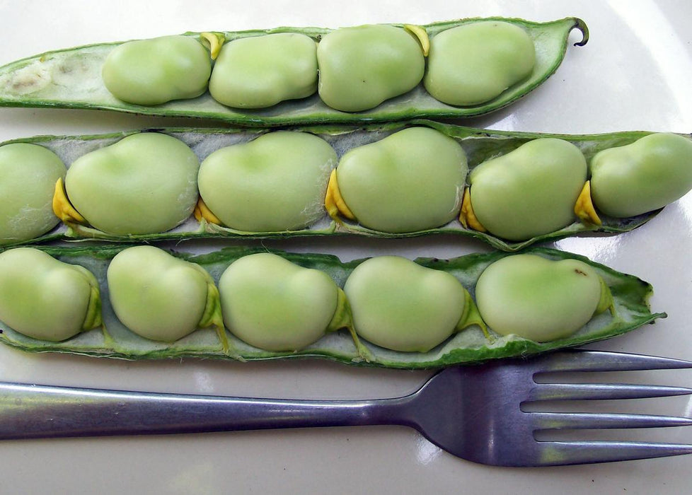 Fresh broad beans (fava beans) opened in three pods on a white plate with a fork. Green, healthy vegetables.