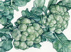 Textured green broccoli florets and dark leaves. Botanical watercolor illustration on white. Healthy food art.
