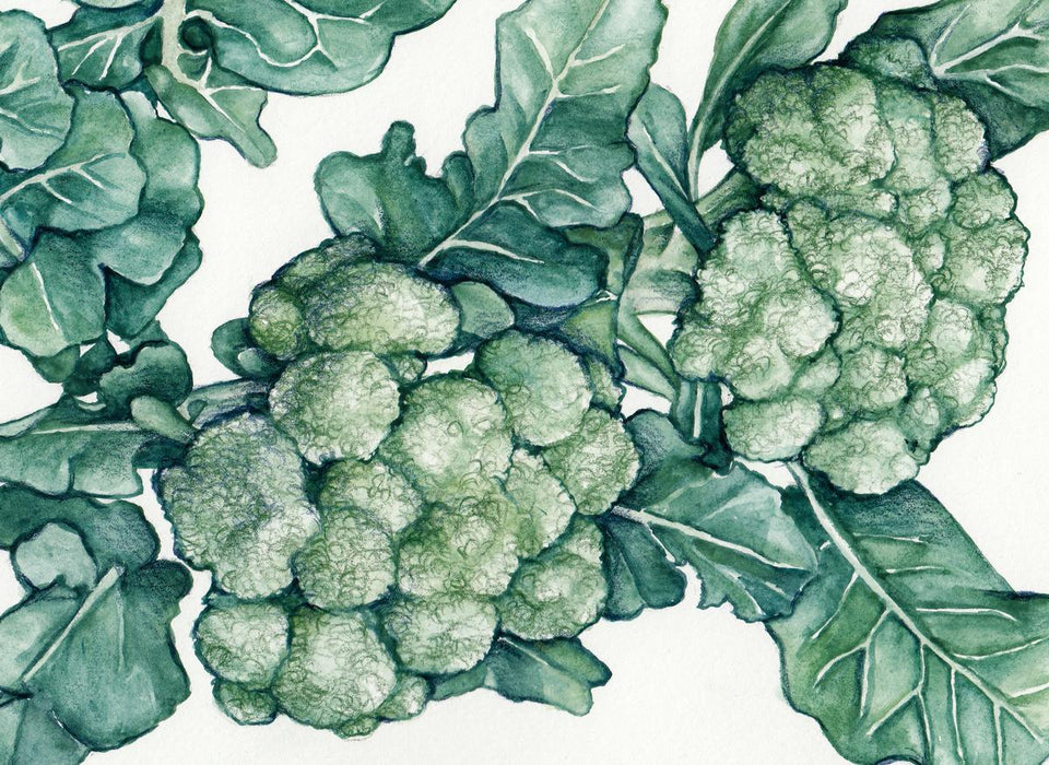 Textured green broccoli florets and dark leaves. Botanical watercolor illustration on white. Healthy food art.