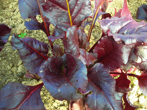 Healthy young beetroot plants with vibrant dark red and purple leaves growing in garden soil.