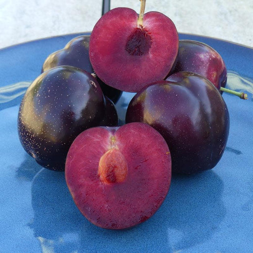 Ripe dark purple plums on a blue plate, two halved revealing juicy red flesh and pits. Fresh, healthy stone fruit.