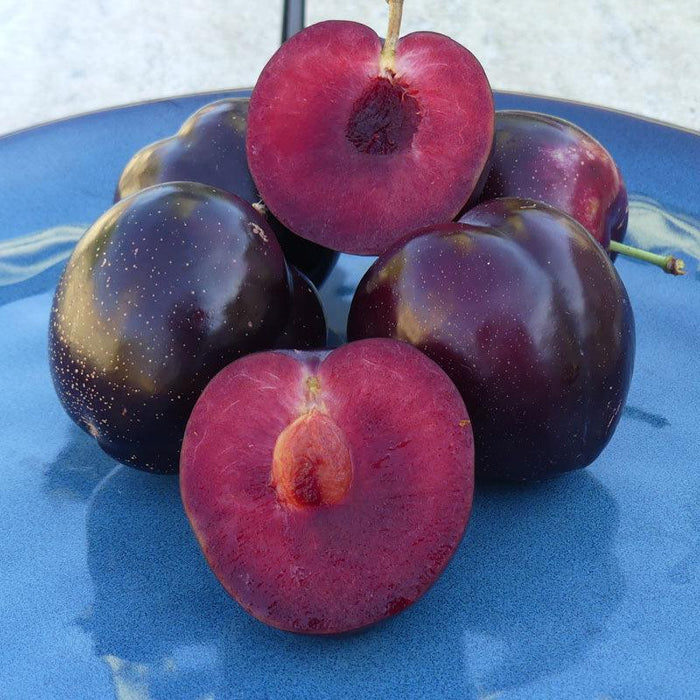 Ripe dark purple plums on a blue plate, two halved revealing juicy red flesh and pits. Fresh, healthy stone fruit.