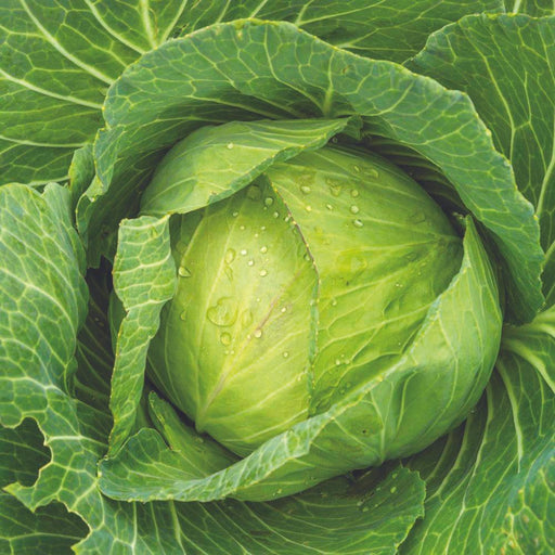 Vibrant green cabbage head, glistening with dew drops. Fresh, healthy garden vegetable.