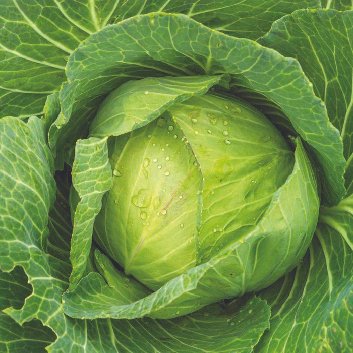 Vibrant green cabbage head, glistening with dew drops. Fresh, healthy garden vegetable.