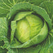 Vibrant green cabbage head with water droplets. Fresh organic garden vegetable.