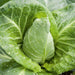 Vibrant green cabbage plant with glistening water droplets on fresh leaves. Organic garden vegetable.