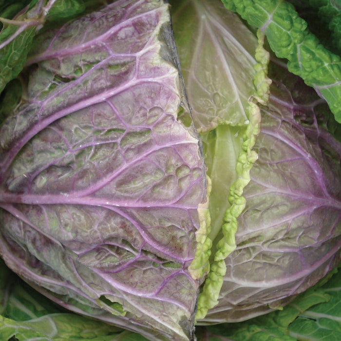 Vibrant purple-green cabbage head, split open to show crisp light green inner leaves. Fresh, organic vegetable.