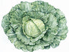 Vibrant green cabbage drawing, fresh vegetable artwork with textured leaves.
