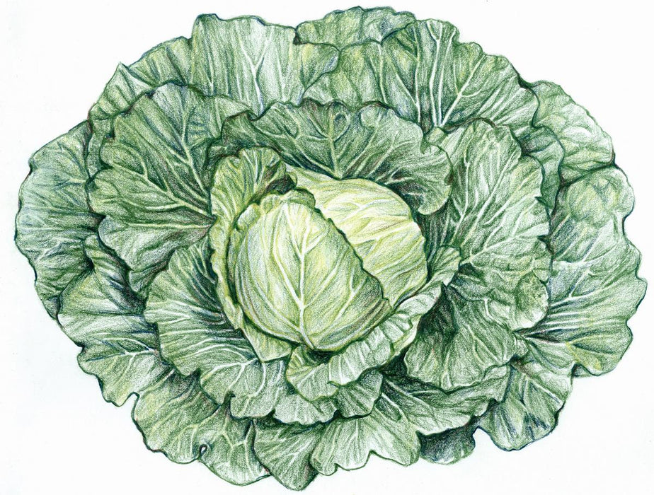 Vibrant green cabbage drawing, fresh vegetable artwork with textured leaves.