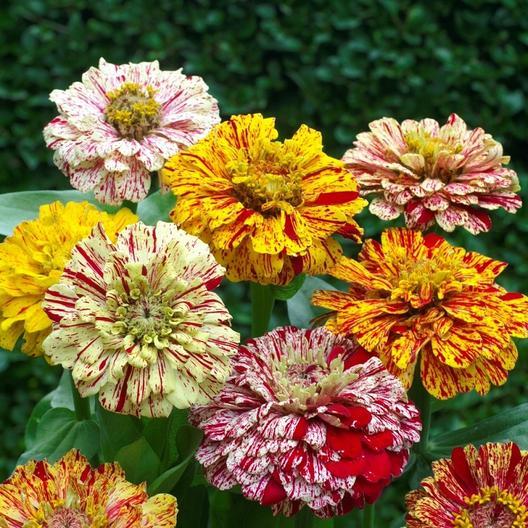 Vibrant variegated Zinnia flowers with red, yellow, and cream striped petals. Beautiful, unique garden blooms.