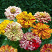 Vibrant variegated Zinnia flowers with red, yellow, and cream striped petals. Beautiful, unique garden blooms.