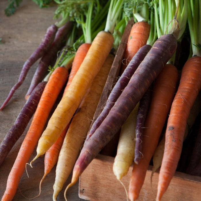 Heirloom rainbow carrots: fresh purple, orange, yellow root vegetables with green tops, in a wooden crate.