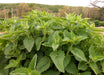 Lush green catnip plants growing in an organic herb garden with trees in the background.