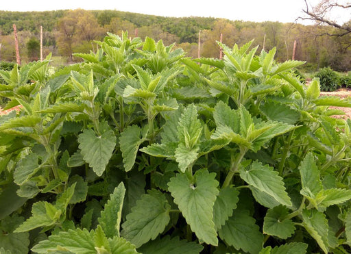 Lush green catnip plants growing in an organic herb garden with trees in the background.