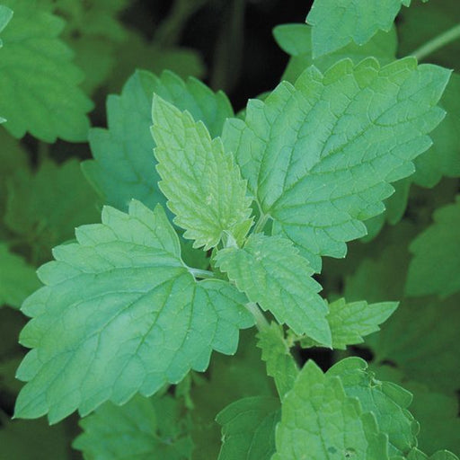Lush green catnip plant, Nepeta cataria, with textured, serrated leaves. Perfect for garden, cats, or herbal tea.
