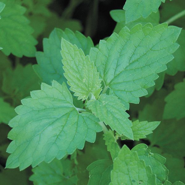 Lush green catnip plant, Nepeta cataria, with textured, serrated leaves. Perfect for garden, cats, or herbal tea.