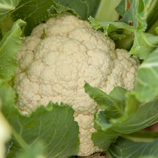 Fresh white cauliflower head growing in a garden, surrounded by vibrant green leaves. Organic produce.