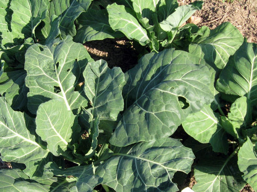 Lush green collard greens growing in a sunny garden. Large, healthy leaves with visible veins, some showing minor pest damage.