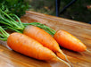 Three fresh orange carrots with green tops on a wet wooden board. Healthy root vegetables.