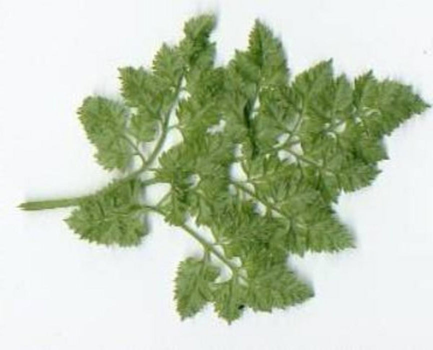 Finely divided green compound leaf with serrated edges, similar to chervil or parsley. Botanical specimen.