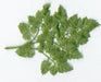 Finely divided green compound leaf with serrated edges, similar to chervil or parsley. Botanical specimen.