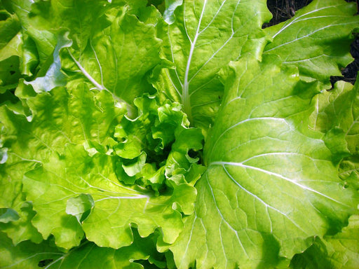 Bright green, fresh lettuce plant, close-up. Healthy garden vegetables for salads.