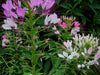 Vibrant pink and white cleome spider flowers bloom in a lush green garden. Summer annuals with long stamens.