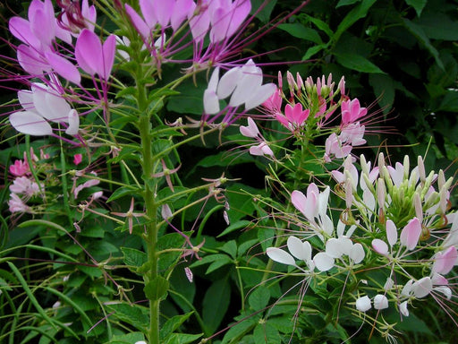 Vibrant pink and white cleome spider flowers bloom in a lush green garden. Summer annuals with long stamens.