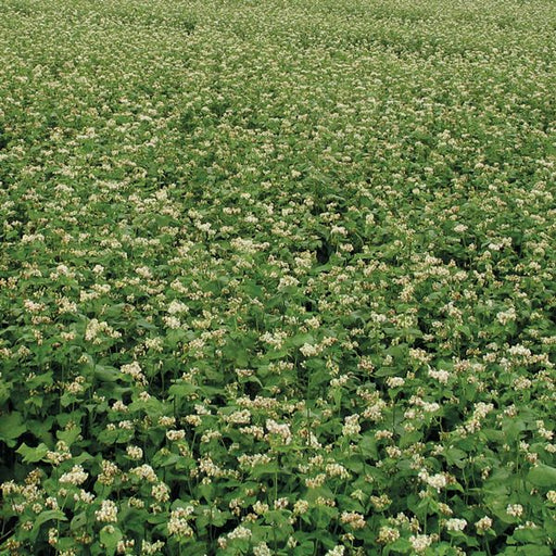 Vast field of blooming buckwheat plants with small white flowers and green leaves. Agricultural crop.
