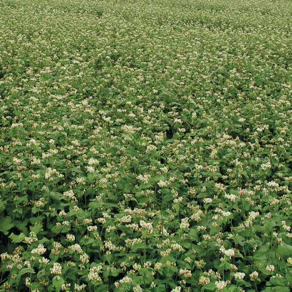 Vast field of blooming buckwheat plants with small white flowers and green leaves. Agricultural crop.