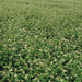 Vast field of blooming buckwheat plants with small white flowers and green leaves. Agricultural crop.