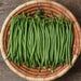 Fresh green beans in a woven basket on wood. Healthy garden vegetables, organic produce.
