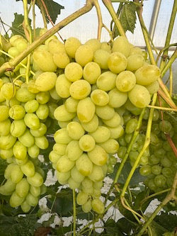 Vibrant green grapes ripening on the vine. Fresh fruit bunches ready for harvest.