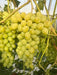 Vibrant green grapes ripening on the vine. Fresh fruit bunches ready for harvest.