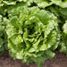 Vibrant green butterhead lettuce head with crinkled leaves in garden soil. Fresh organic vegetable for healthy salads.