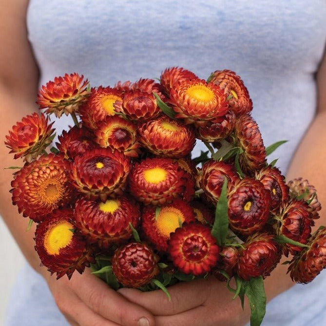 Vibrant red-orange strawflower bouquet with bright yellow centers, held by hands. Perfect Helichrysum garden flowers.